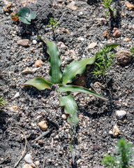 Cyanella