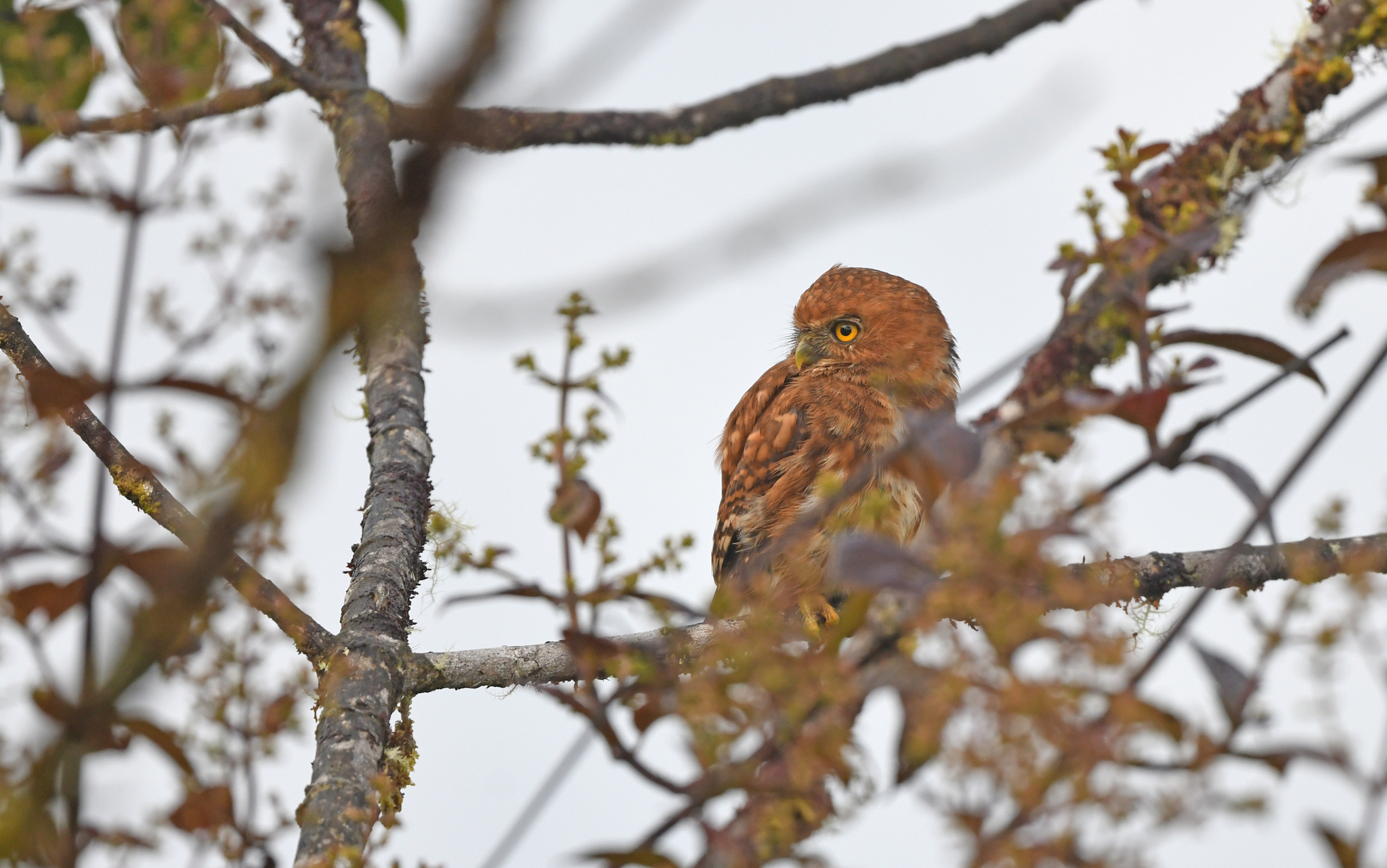 Cloud-forest Pygmy Owl (Glaucidium nubicola), photo 8