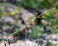 Hesperantha radiata