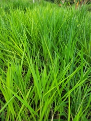 Urochloa