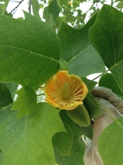 Liriodendron × sinoamericanum