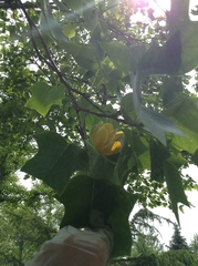 Liriodendron × sinoamericanum
