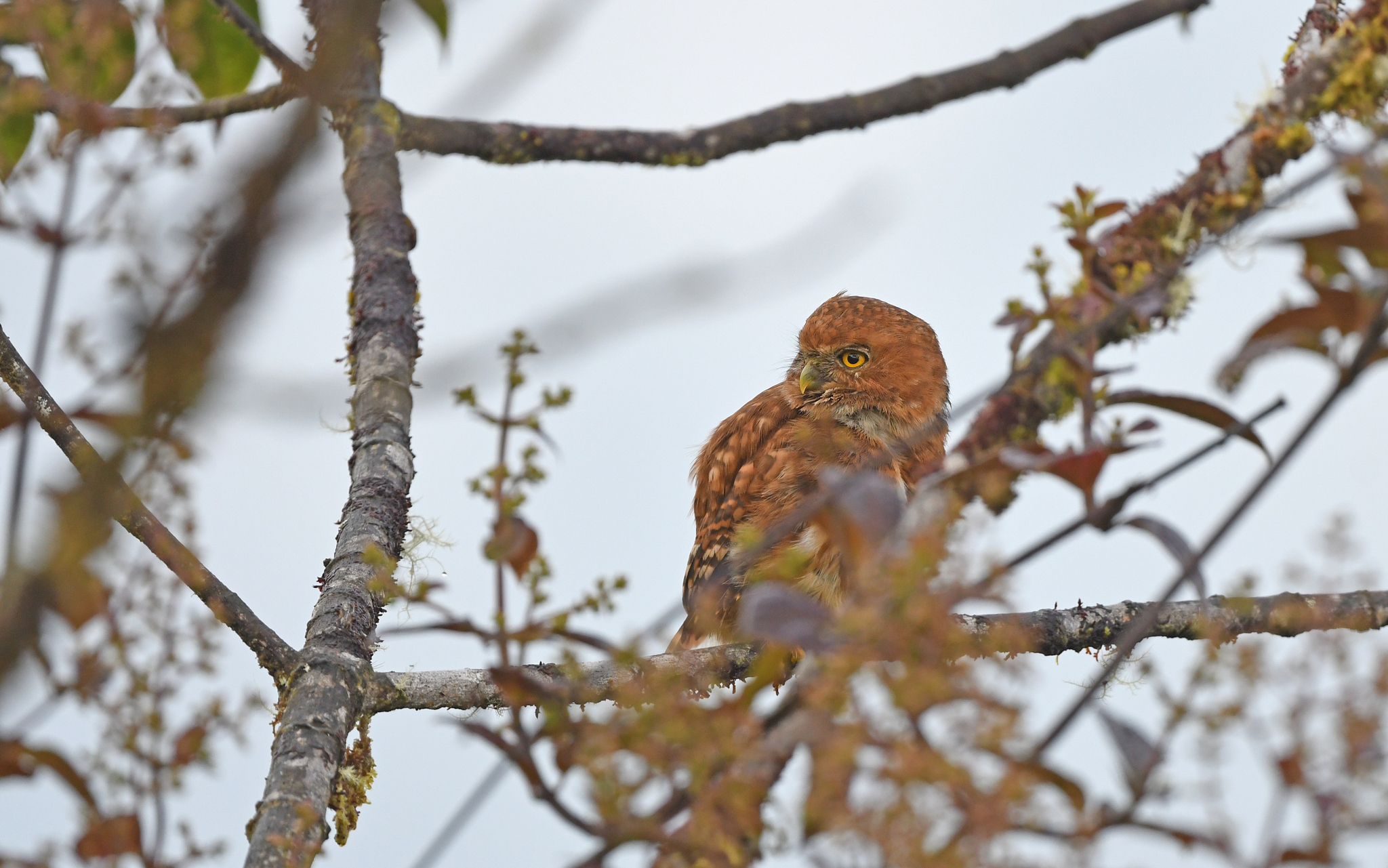 Cloud-forest Pygmy Owl (Glaucidium nubicola), photo 9