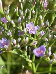 Limonium vulgare