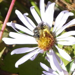 Lasioglossum leucozonium