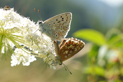 Polyommatus coridon