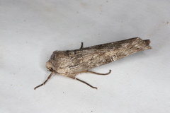 Lithomoia germana