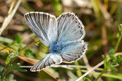 Polyommatus coridon
