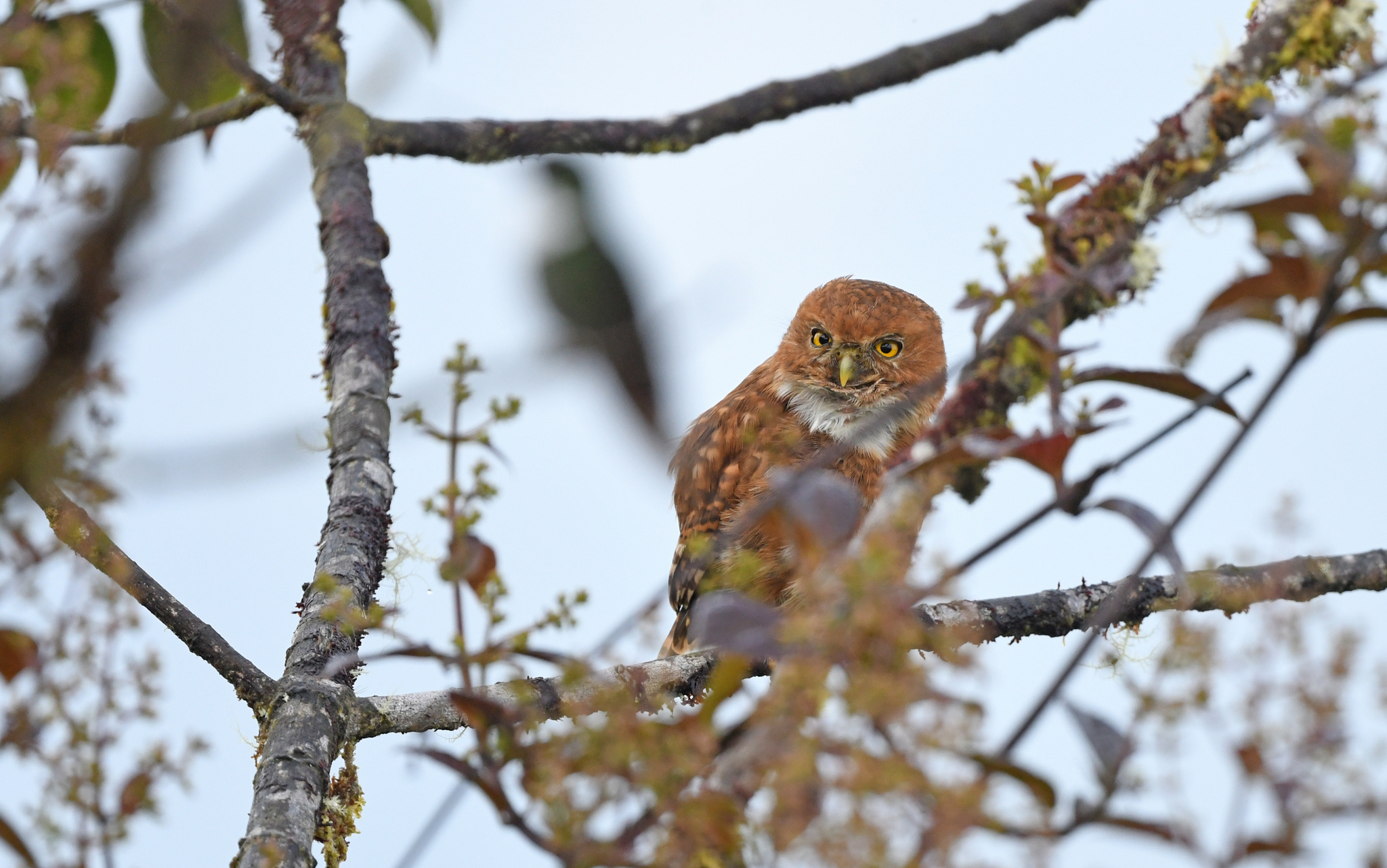 Cloud-forest Pygmy Owl (Glaucidium nubicola), photo 10
