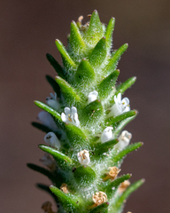 Scrophulariaceae