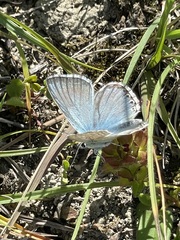 Polyommatus coridon
