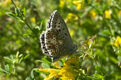 Polyommatus coridon