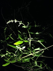 Vitex negundo heterophylla