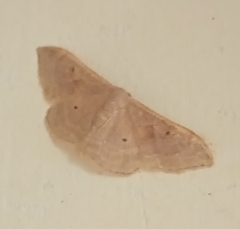 Idaea distinctaria