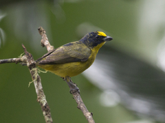 Euphonia laniirostris
