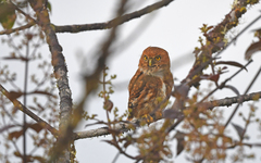 Glaucidium nubicola