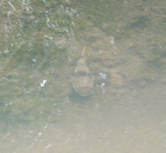 Marilyna pleurosticta