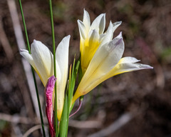 Gladiolus trichonemifolius