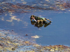 Grapsus