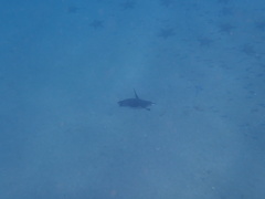 Spheniscus mendiculus