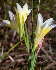 Gladiolus trichonemifolius