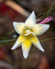 Gladiolus trichonemifolius