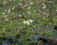 Gladiolus trichonemifolius