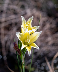 Gladiolus trichonemifolius