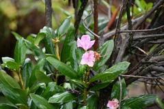 Rhododendron ponticum