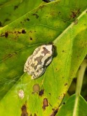 Dendropsophus branneri