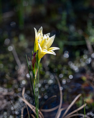 Gladiolus trichonemifolius
