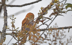 Glaucidium nubicola