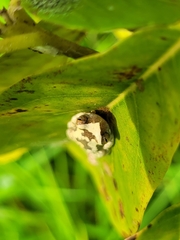 Dendropsophus branneri