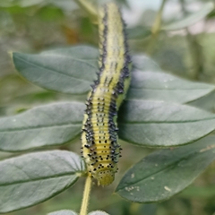 Phoebis philea