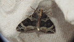 Ecliptopera silaceata