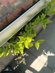 Ligustrum japonicum