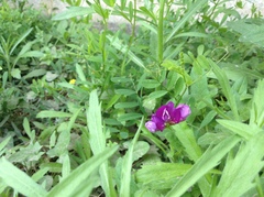 Vicia bungei