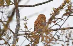 Glaucidium nubicola