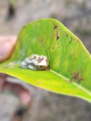 Dendropsophus branneri