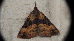 Hypena edictalis