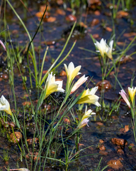 Gladiolus trichonemifolius