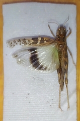 Oedaleus decorus