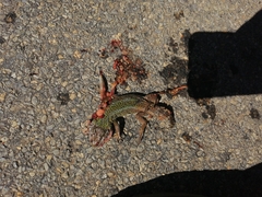 Lacerta schreiberi