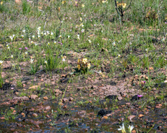 Gladiolus trichonemifolius