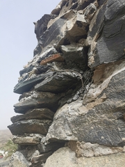 Gallotia stehlini