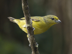 Euphonia laniirostris