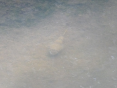 Marilyna pleurosticta