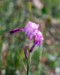 Gladiolus hirsutus