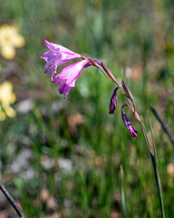 Gladiolus hirsutus