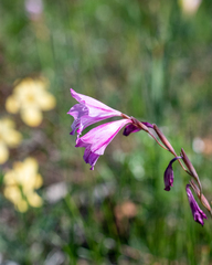 Gladiolus hirsutus